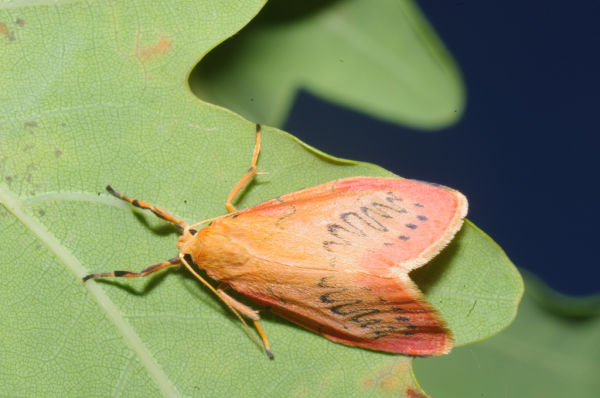 Skaliertes Bild Lepidoptera, Arctiidae, Miltochrista miniata_2011_07_16--10-08-42.jpg 