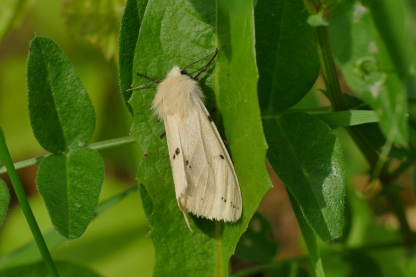 Skaliertes Bild Lepidoptera, Arctiidae, Spilosoma lubricipeda, Fleckenbaer_2020_06_26--10-46-10.jpg 