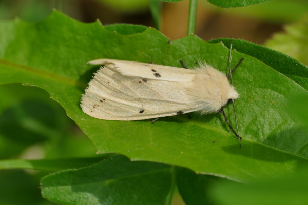Skaliertes Bild Lepidoptera, Arctiidae, Spilosoma lubricipeda, Fleckenbaer_2020_06_26--10-47-51.jpg 