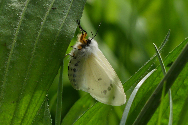 Skaliertes Bild Lepidoptera, Arctiidae, Spilosoma virginica_2022_04_29--16-14-09.jpg 