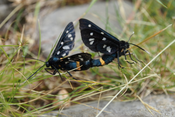 Skaliertes Bild Lepidoptera, Arctiidae, Weissfleckwidderchen, Amata phegea, Paarung_2016_06_09--14-01-22.jpg 
