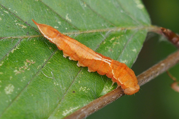 Skaliertes Bild Lepidoptera, Drepanidae, Raupe_2023_08_06--15-20-00.jpg 