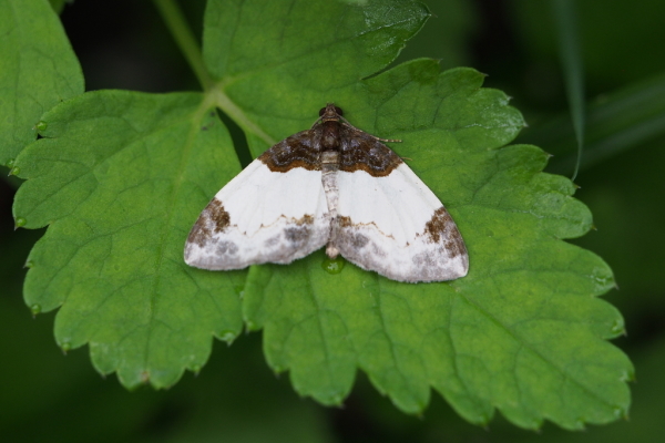 Skaliertes Bild Lepidoptera, Geometridae,  Catarhoe cuculata_2017_07_31--08-40-37.jpg 