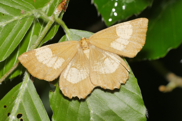 Skaliertes Bild Lepidoptera, Geometridae, Angerona prunaria, Schlehenspanner_2020_06_09--09-44-37.jpg 
