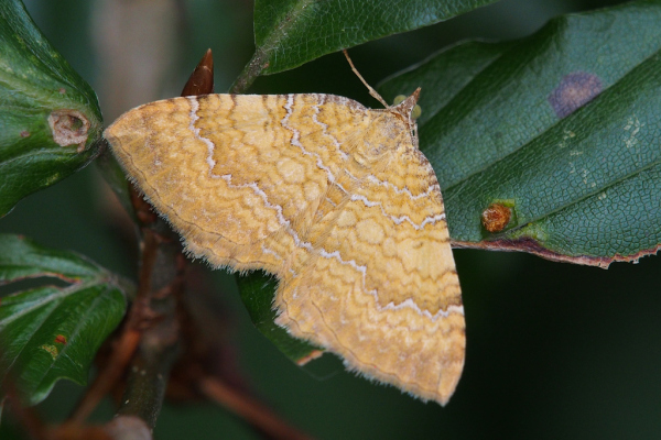 Skaliertes Bild Lepidoptera, Geometridae, Camptogramma bilineata_2023_07_30--10-58-00.jpg 