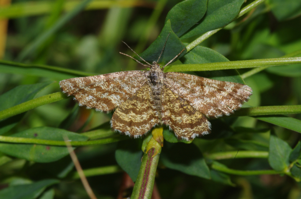 Skaliertes Bild Lepidoptera, Geometridae, Chiasmia clathrata Kleespanner_2011_06_27--08-46-28.jpg 