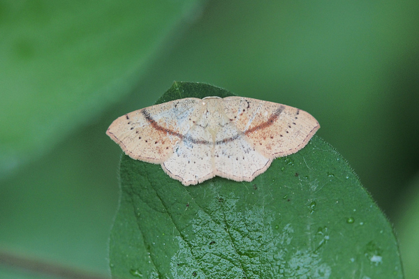 Skaliertes Bild Lepidoptera, Geometridae, Cyclophora punctaria_2018_05_16--13-36-52.jpg 