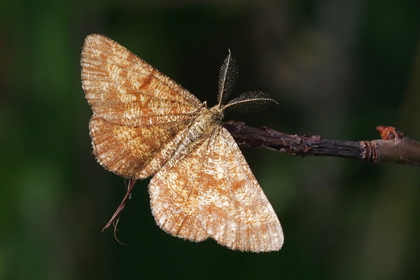 Skaliertes Bild Lepidoptera, Geometridae, Ematurga atomaria_2023_07_31--10-05-42.jpg 