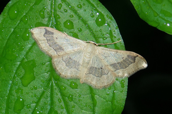 Skaliertes Bild Lepidoptera, Geometridae, Idaea aversata_2020_06_29--08-50-59.jpg 