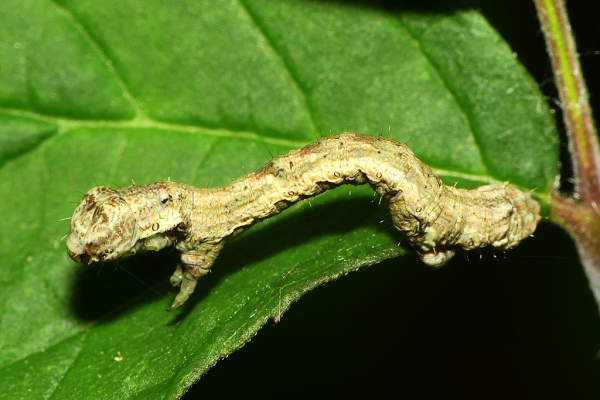 Skaliertes Bild Lepidoptera, Geometridae, Larve_2022_07_19--18-48-59.jpg 