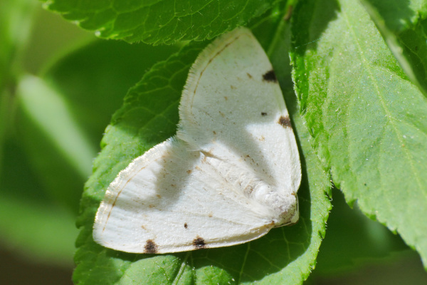 Skaliertes Bild Lepidoptera, Geometridae, Lomographa bimaculata_2019_04_25--12-33-43.jpg 