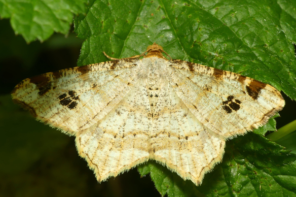 Skaliertes Bild Lepidoptera, Geometridae, Macaria signaria_2022_07_20--09-30-36.jpg 