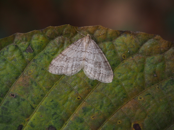 Skaliertes Bild Lepidoptera, Geometridae, Operophtera fagata, Buchen-Frostspanner_2018_11_05--10-30-55.jpg 