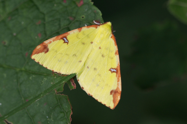 Skaliertes Bild Lepidoptera, Geometridae, Opisthograptis luteolata, Gelbspanner_2023_07_21--10-34-57.jpg 