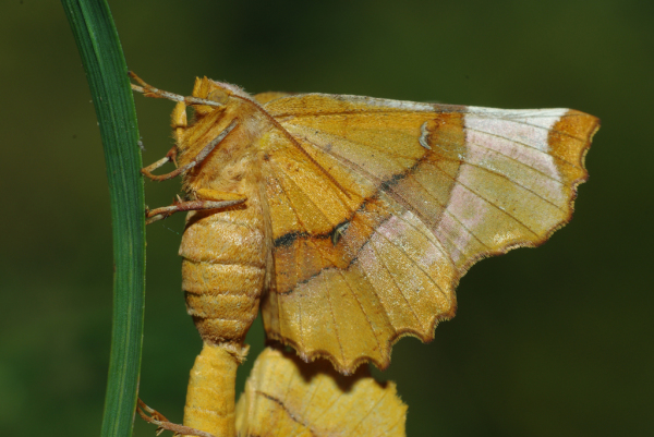 Skaliertes Bild Lepidoptera, Geometridae, Selenia lunularia, Paarung_2013_08_02--09-18-12.jpg 