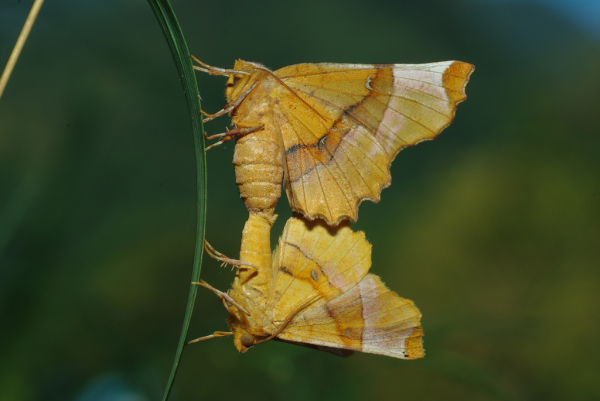 Skaliertes Bild Lepidoptera, Geometridae, Selenia lunularia, Paarung_2013_08_02--09-19-46.jpg 