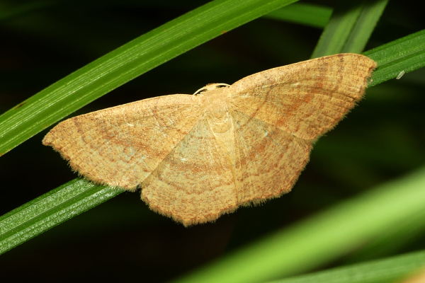 Skaliertes Bild Lepidoptera, Geometridae,_2022_08_07--17-27-45.jpg 