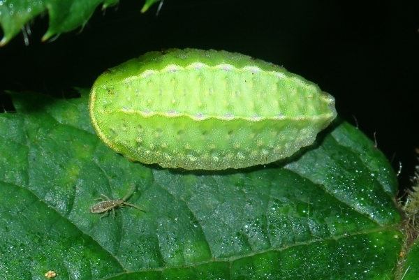 Skaliertes Bild Lepidoptera, Limacodidae, Apoda limacodes, Grosser Schneckenspinner, Larve_2020_08_28--07-13-27.jpg 