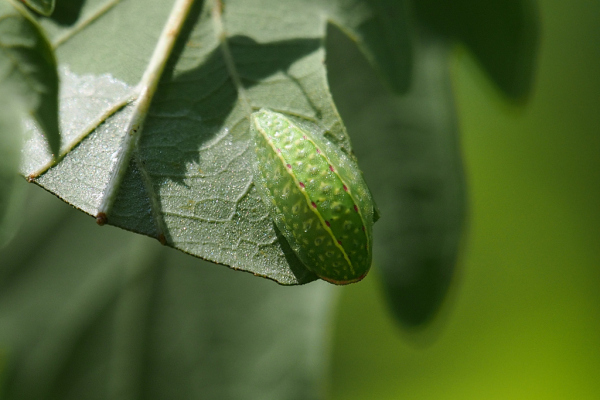 Skaliertes Bild Lepidoptera, Limacodidae, Apodes limacodes, Grosser Schneckenspinner, Raupe_2022_08_16--14-59-29.jpg 