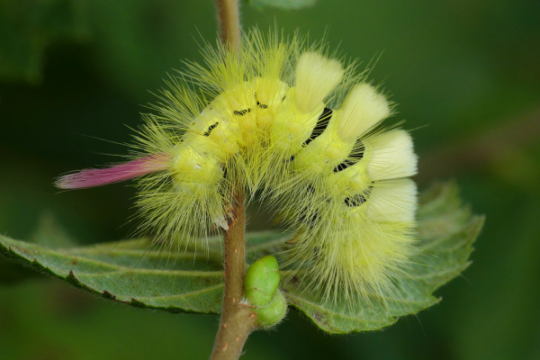 Skaliertes Bild Lepidoptera, Lymantriidae, Calliteara pudibunda, Buchen-Rotschwanz_2022_09_22--10-00-42.jpg 