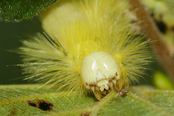 Skaliertes Bild Lepidoptera, Lymantriidae, Calliteara pudibunda, Buchen-Rotschwanz_2022_09_22--10-11-33.jpg 