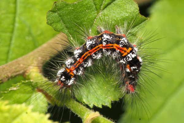 Skaliertes Bild Lepidoptera, Lymantriidae, Sphrageidus similis, Schwan, Larve_2018_05_18--10-50-50.jpg 