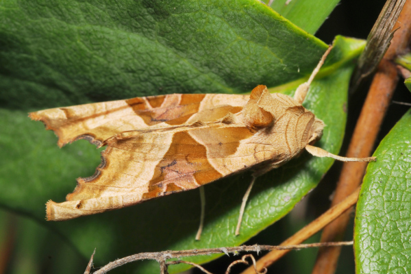 Skaliertes Bild Lepidoptera, Noctuidae,  Phlogophora meticulosa_2018_09_07--10-46-31.jpg 