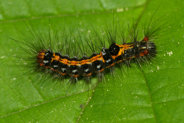 Skaliertes Bild Lepidoptera, Noctuidae, Acronicta rumicis, Ampfereule, Larve_2022_04_30--12-31-55.jpg 