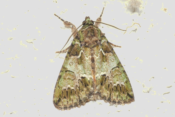 Skaliertes Bild Lepidoptera, Noctuidae, Hecatera bicolorata_2020_06_22--21-54-45.jpg 