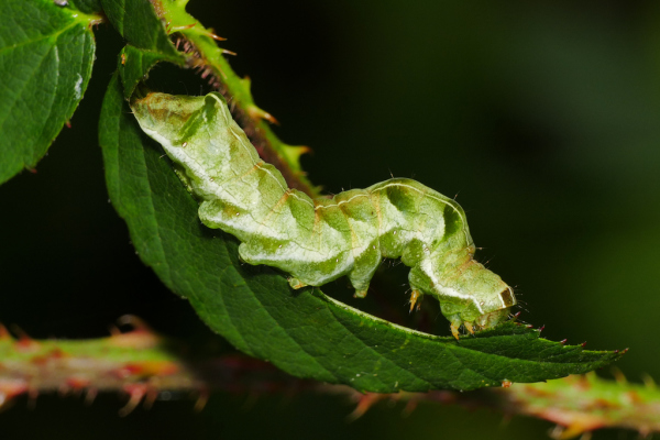 Skaliertes Bild Lepidoptera, Nocuidae, Melanchra persicariae, Larve_2019_09_28--10-09-57.jpg 