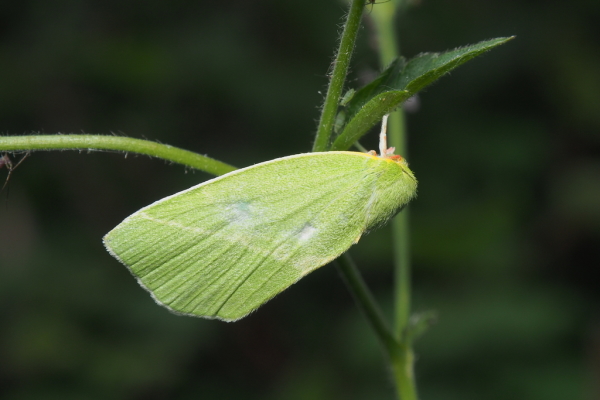 Skaliertes Bild Lepidoptera, Nolidae, Pseudoips prasinana, Buchen-Kahnspinner_2018_06_07--08-05-12.jpg 