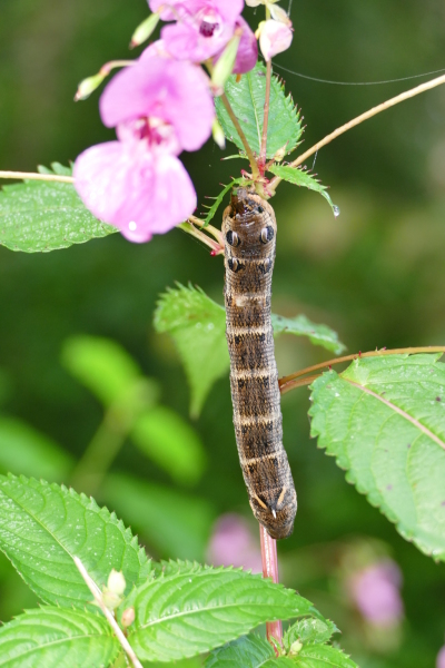 Skaliertes Bild Lepidoptera, Sphingidae, Deilephila elpenor, Mittlerer Weinschwaermer, Larve_2016_09_09--07-13-53.jpg 