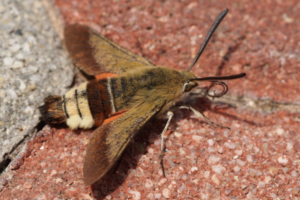 Skaliertes Bild Lepidoptera, Sphingidae, Hemaris croatica_2016_06_08--12-16-02.jpg 