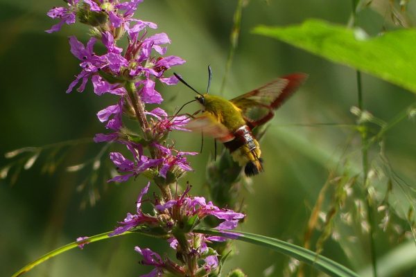 Skaliertes Bild Lepidoptera, Sphingidae, Hemaris fuciformis, Hummelschwaermer im Flug_2023_07_12--09-49-35.jpg 