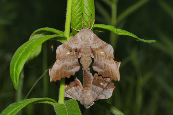 Skaliertes Bild Lepidoptera, Sphingidae, Laothoe populi, Pappelschwaermer, Paarung_2020_05_07--09-32-16.jpg 