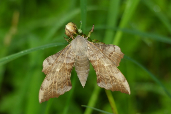 Skaliertes Bild Lepidoptera, Sphingidae, Laothoe populi, Pappelschwaermer, Weibchen_2023_05_08--09-59-41.jpg 