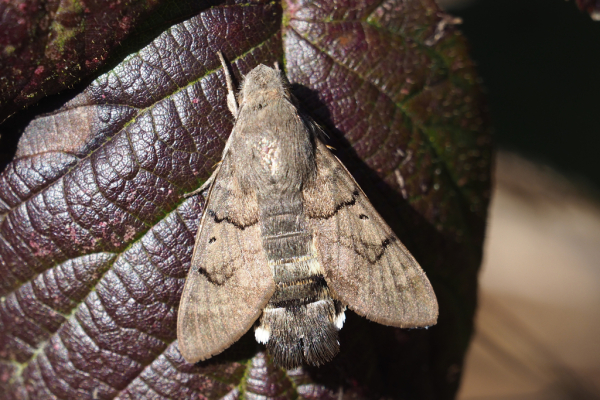 Skaliertes Bild Lepidoptera, Sphingidae, Macroglossum stellatarum, Taubenschwaenzchen auf einem Brombeerblatt im Februar_2023_02_21--14-53-19.jpg 