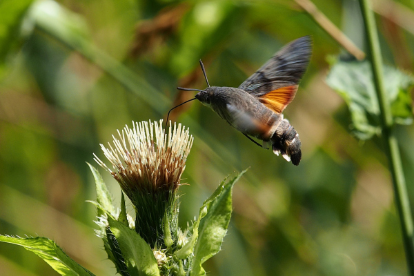 Skaliertes Bild Lepidoptera, Sphingidae, Macroglossum stellatarum, Taubenschwaenzchen im Flug_2022_08_02--09-05-52.jpg 