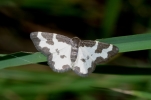 Vorschaubild Geometridae, Geometridae, Lomaspilis marginata_2014_08_25--14-00-26.jpg 