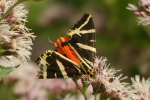 Vorschaubild Lepidoptera, Arctiidae,  Euplagia quadripunctaria, Russischer Baer_2020_08_11--10-20-16.jpg 