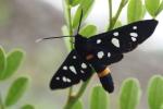 Vorschaubild Lepidoptera, Arctiidae, Amata phegea, Weissfleckwidderchen_2016_06_09--12-51-22.jpg 