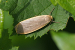 Vorschaubild Lepidoptera, Arctiidae, Eilema lurideola, Flechtenbaer_2019_07_18--10-04-40.jpg 
