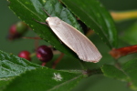 Vorschaubild Lepidoptera, Arctiidae, Eilema_2020_07_17--11-05-36.jpg 