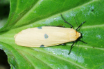 Vorschaubild Lepidoptera, Arctiidae, Lithosia quadra, Grosser Flechtenbaer_2020_06_27--09-11-46.jpg 