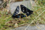 Vorschaubild Lepidoptera, Arctiidae, Weissfleckwidderchen, Amata phegea, Paarung_2016_06_09--14-01-22.jpg 