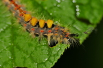 Vorschaubild Lepidoptera, Erebidae, Orgyia antiqua, Schlehenspinner, Larve_2020_05_23--09-19-47.jpg 