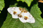Vorschaubild Lepidoptera, Geometridae,  Abraxas sylvata_2019_07_20--11-51-55.jpg 
