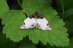 Vorschaubild Lepidoptera, Geometridae,  Catarhoe cuculata_2017_07_31--08-40-37.jpg 
