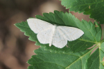 Vorschaubild Lepidoptera, Geometridae,  Idaea mutilata_2018_05_26--10-07-53.jpg 