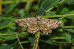 Vorschaubild Lepidoptera, Geometridae, Chiasmia clathrata Kleespanner_2011_06_27--08-46-28.jpg 